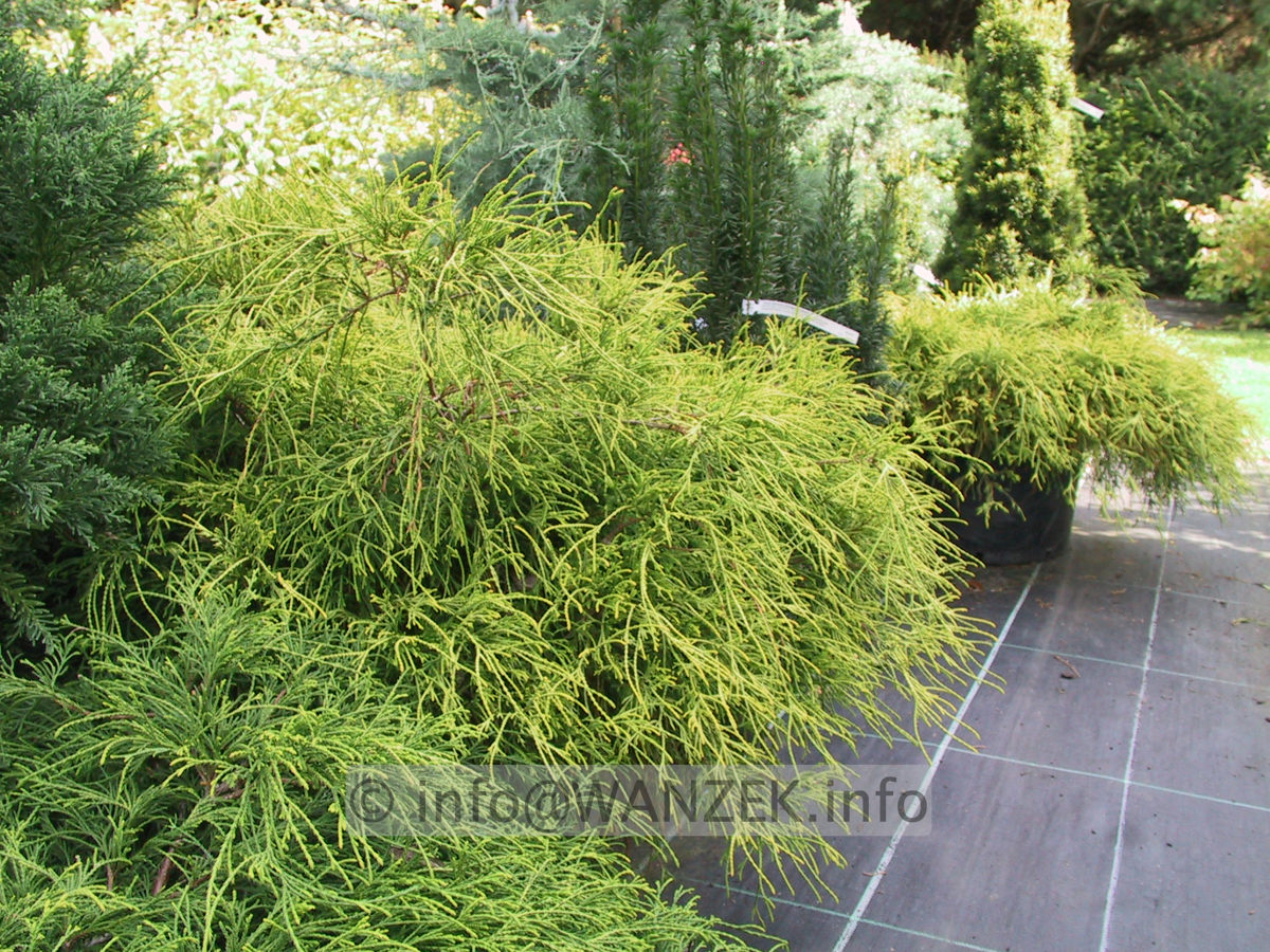 Chamaecyparis pisifera Filifera Nana Aurea 01.JPG
